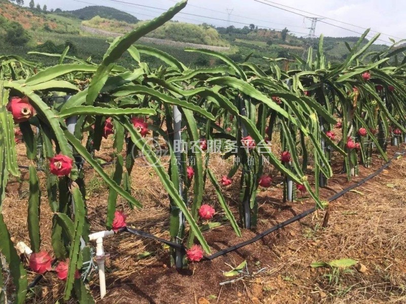 曲靖市麒麟区红火龙果种植中心  供应量15吨图6