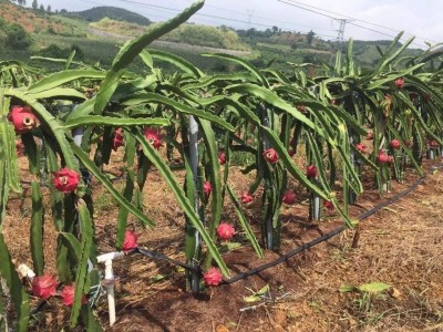 曲靖市麒麟区红火龙果种植中心  供应量15吨图6