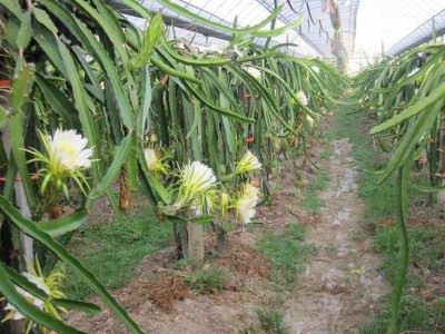曲靖市麒麟区红火龙果种植中心  供应量15吨图4