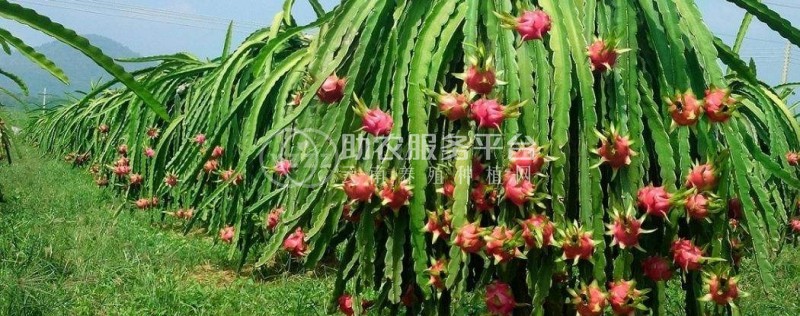 曲靖市麒麟区红火龙果种植中心  供应量15吨图5