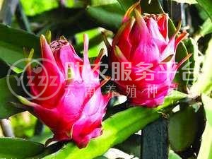 曲靖市麒麟区红火龙果种植中心  供应量15吨图1