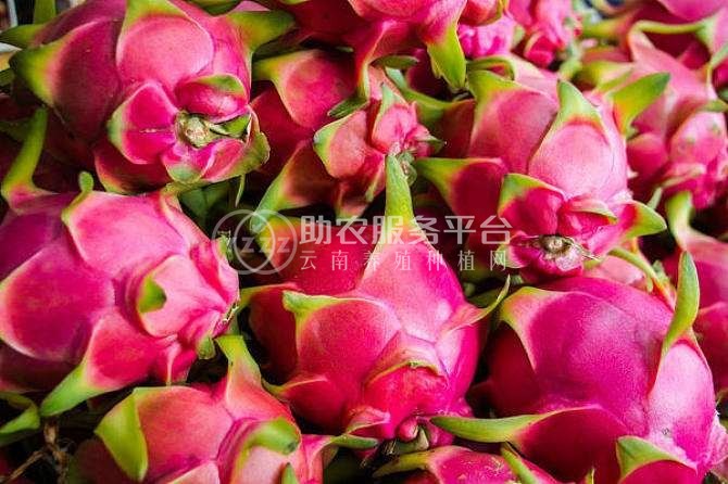 曲靖市麒麟区红火龙果种植中心  供应量15吨图8