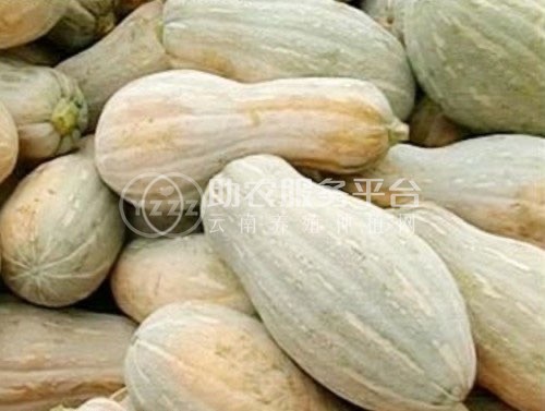 大理蔬菜种植专业合作社供应量5吨图2