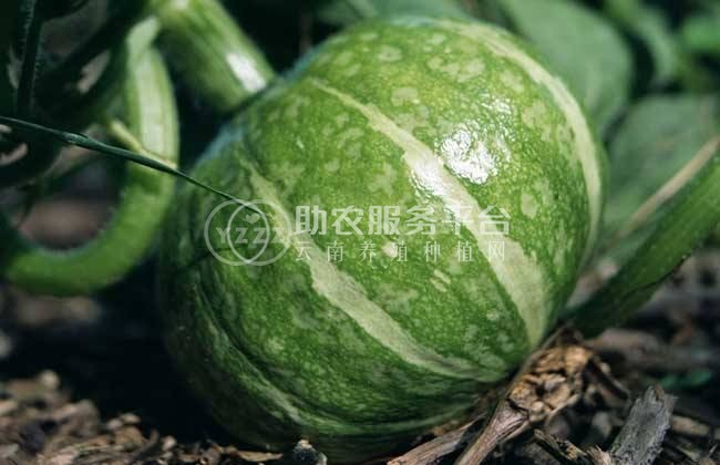 曲靖宣威市方南瓜种植中心 供应量15吨图6