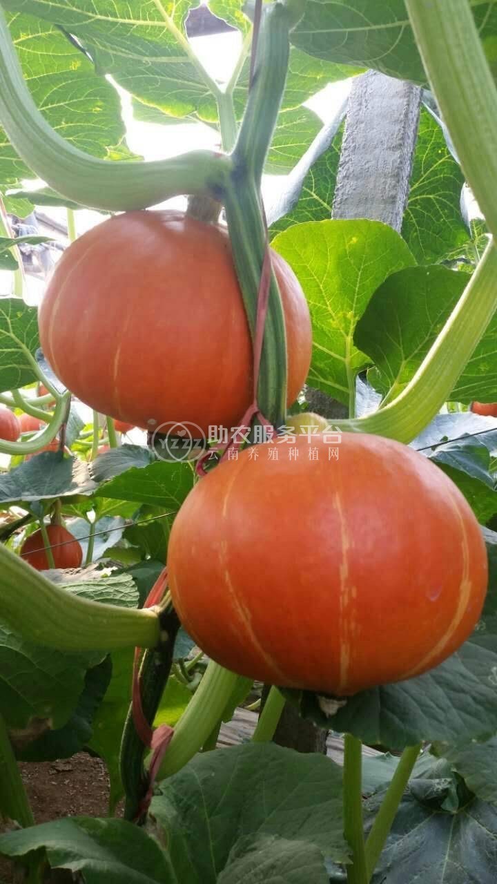 曲靖宣威市方南瓜种植中心 供应量15吨图4