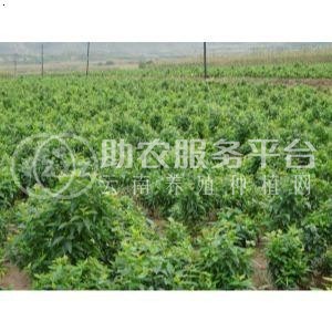 曲靖宣威市方南瓜种植中心 供应量15吨图2