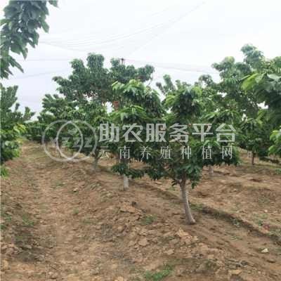 丽江百富樱桃种植基地供应量3吨图3