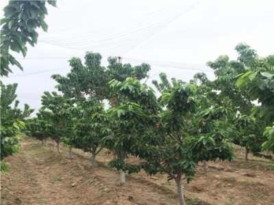 丽江百富樱桃种植基地供应量3吨图3