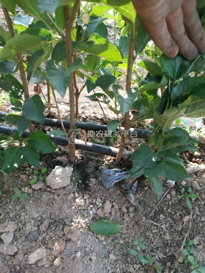 曲靖宣威市方南瓜种植中心 供应量15吨图9