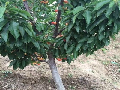 丽江百富樱桃种植基地供应量3吨图7