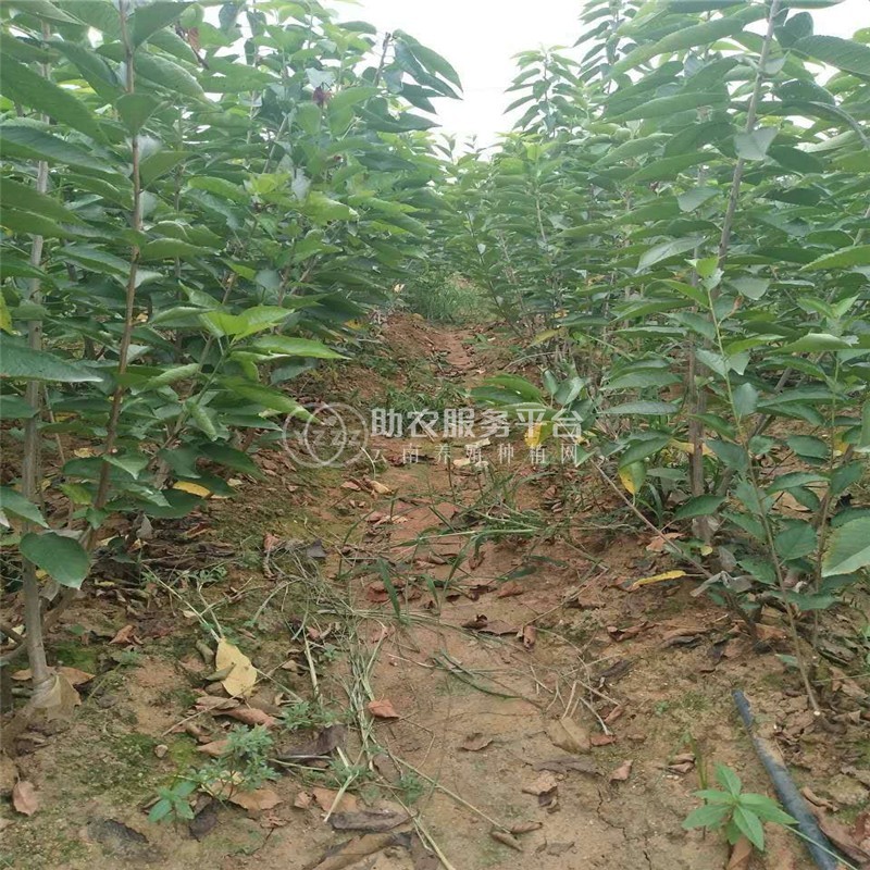 曲靖宣威市方南瓜种植中心 供应量15吨图7