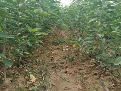 曲靖宣威市方南瓜种植中心 供应量15吨图7