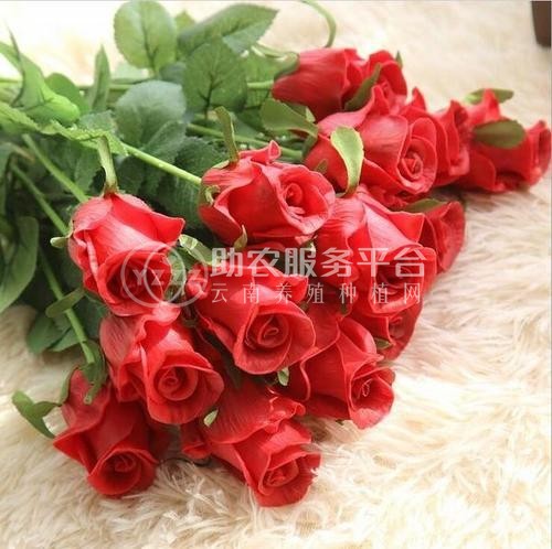 曲靖宣威市方左芬玫瑰花苞种植中心 供应量10吨图7