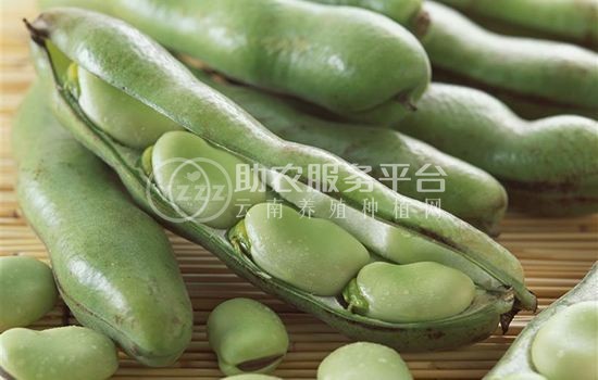 楚雄蚕豆种植基地供应5吨图1