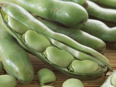 楚雄蚕豆种植基地供应5吨