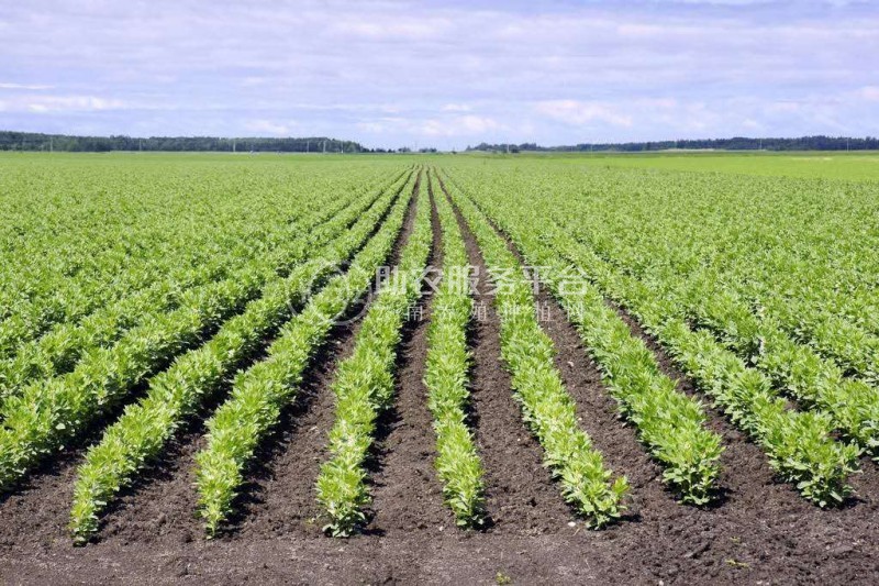 楚雄蚕豆种植基地供应5吨图2