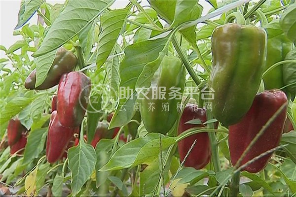 曲靖红班农业小米椒种植中心 供应量8吨图6