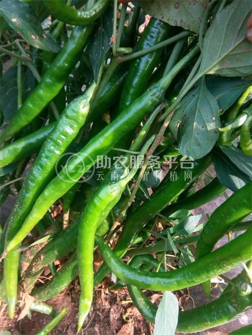 曲靖红班农业小米椒种植中心 供应量8吨图7