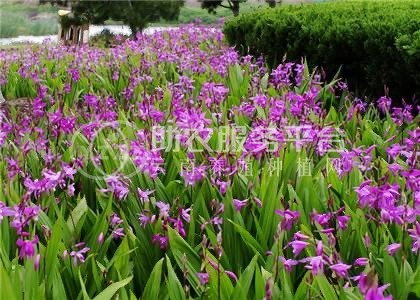 大理鹤庆志宏中药材种植合作社供应量2吨图1