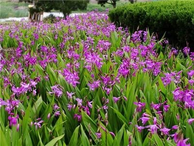 大理鹤庆志宏中药材种植合作社供应量2吨
