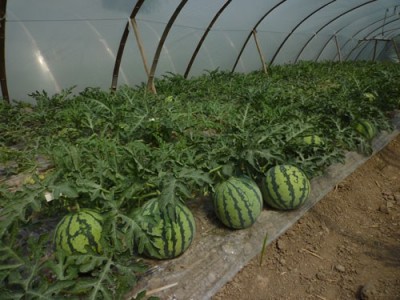 丽江西瓜种植基地供应量 8吨
