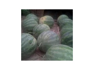 丽江西瓜种植基地供应量 8吨图2
