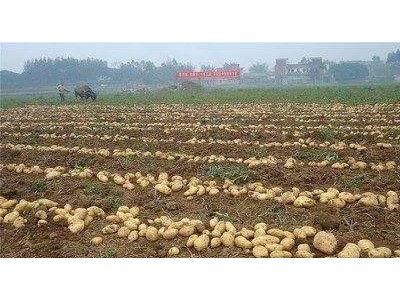 曲靖市麒麟区马铃薯种植基地 供应量100吨图4