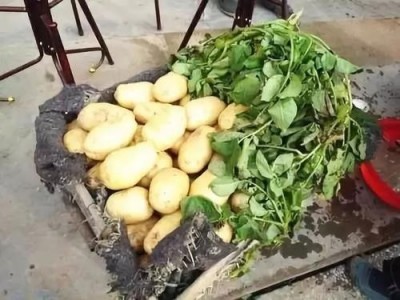 曲靖市麒麟区马铃薯种植基地 供应量100吨图3