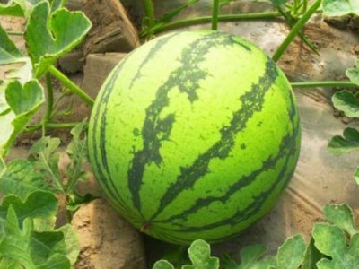 丽江西瓜种植基地供应量 8吨图3