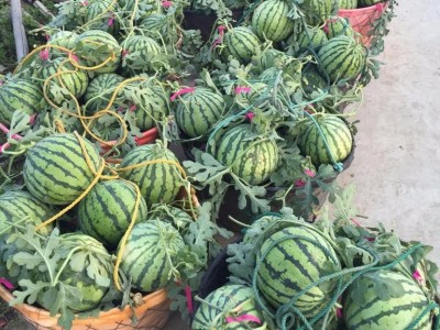 丽江西瓜种植基地供应量 8吨图4