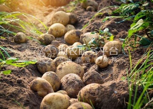 曲靖市麒麟区马铃薯种植基地 供应量100吨图1