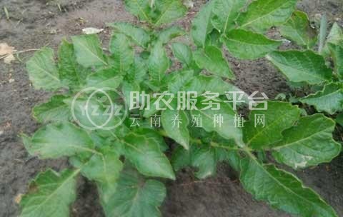 曲靖市麒麟区马铃薯种植基地 供应量100吨图8