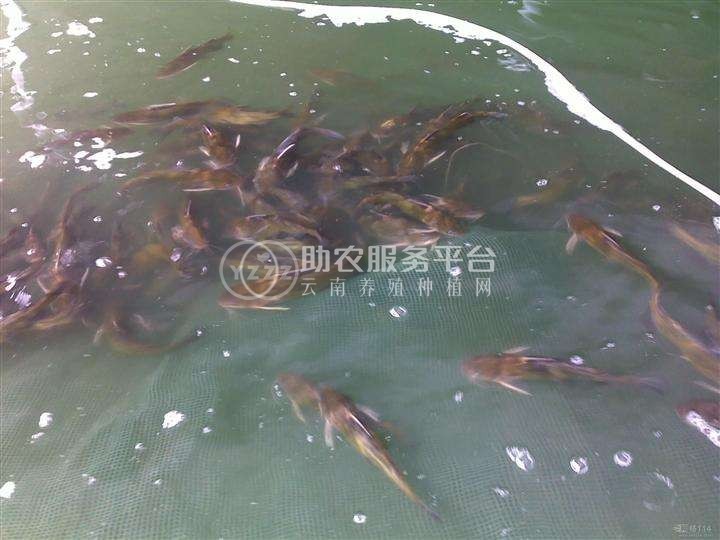 楚雄黄骨鱼养殖基地1吨图1