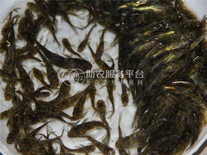 楚雄黄骨鱼养殖基地1吨图2