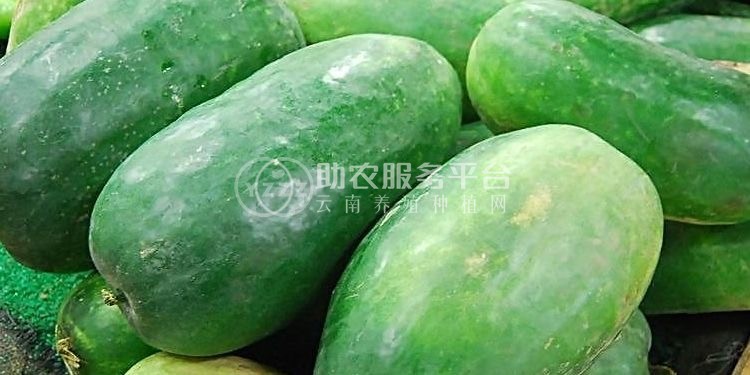 大理冬瓜种植专业合作社供应量10吨图1