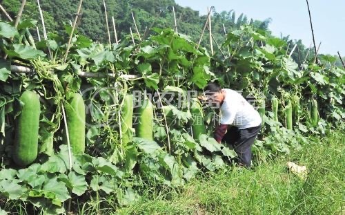 大理冬瓜种植专业合作社供应量10吨图2