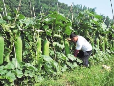 大理冬瓜种植专业合作社供应量10吨图2