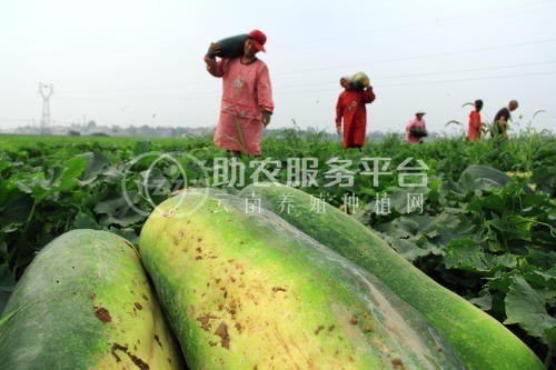 大理冬瓜种植专业合作社供应量10吨图3