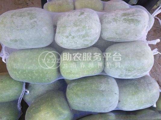 大理冬瓜种植专业合作社供应量10吨图4