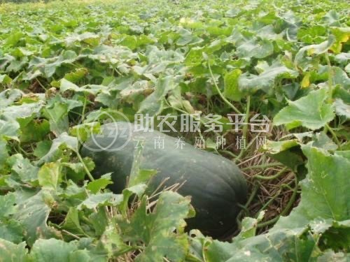 大理冬瓜种植专业合作社供应量10吨图5