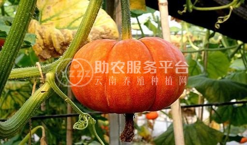 曲靖宣威市方南瓜种植中心 供应量15吨图1