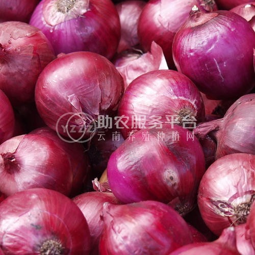 曲靖陆良召夸洋葱种植基地   供应量12吨图3