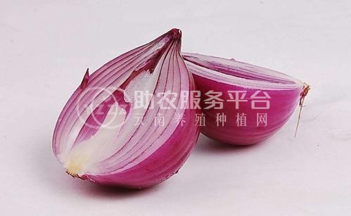 曲靖陆良召夸洋葱种植基地   供应量12吨图4