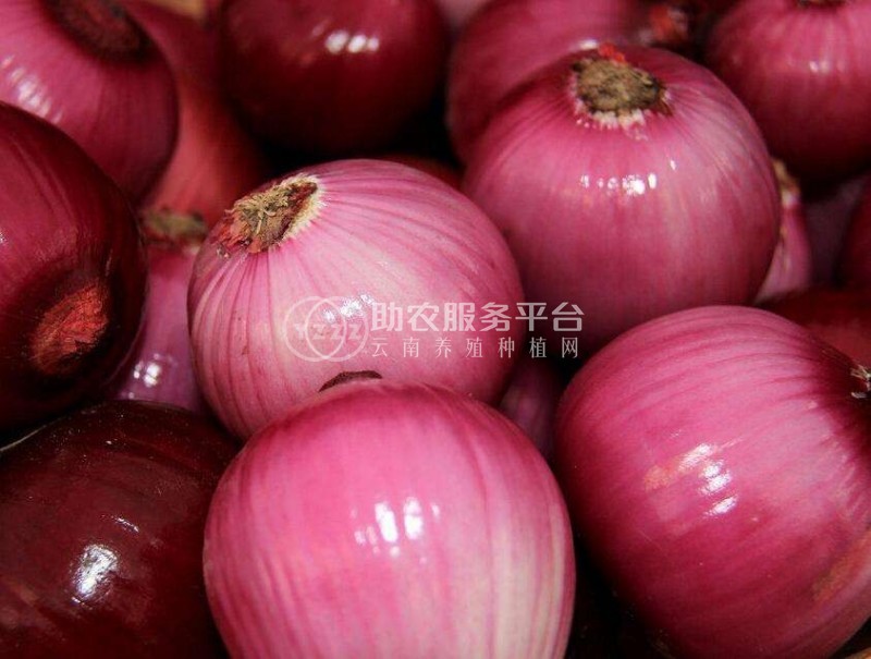曲靖陆良召夸洋葱种植基地   供应量12吨图2
