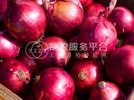 曲靖陆良召夸洋葱种植基地   供应量12吨图5