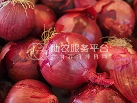 曲靖陆良召夸洋葱种植基地   供应量12吨图8