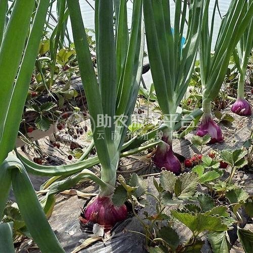 曲靖陆良召夸洋葱种植基地   供应量12吨图9