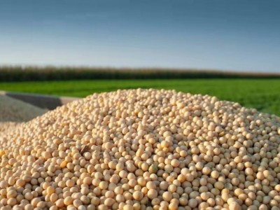 楚雄大豆种植基地供应10吨
