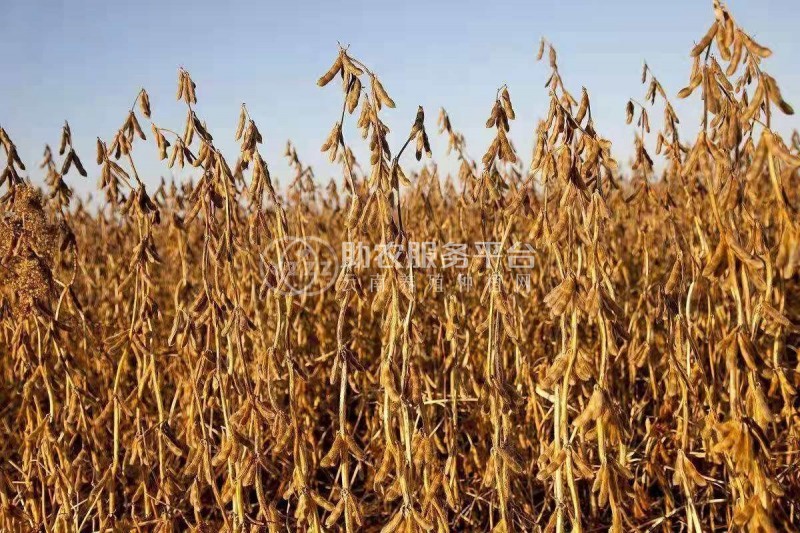 楚雄大豆种植基地供应10吨图2