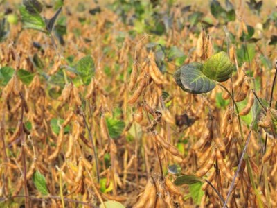 楚雄大豆种植基地供应10吨图3